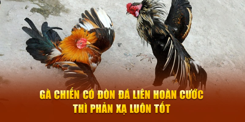 Gà chiến có đòn đá liên hoàn cước thì phản xạ luôn tốt 